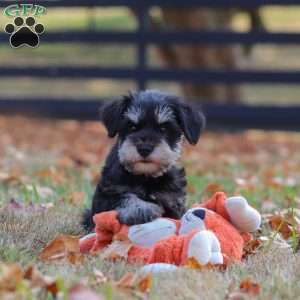 Ace, Miniature Schnauzer Puppy